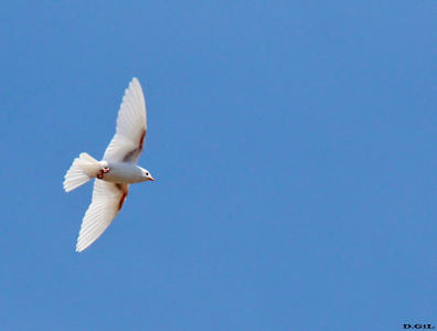 GOLONDRINA PARDA GRANDE (Progne tapera) - (Ejemplar Albino) Santiago Vazquez-MONTEVIDEO (Enero 2012)